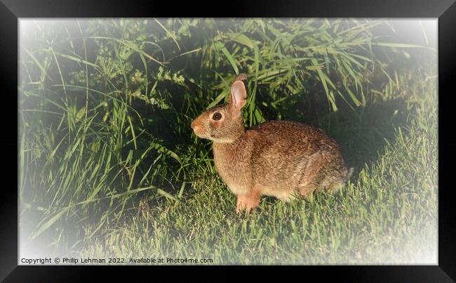 Wild Rabbit  (6B) Framed Print by Philip Lehman
