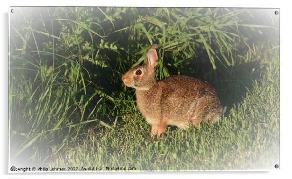 Wild Rabbit  (6B) Acrylic by Philip Lehman