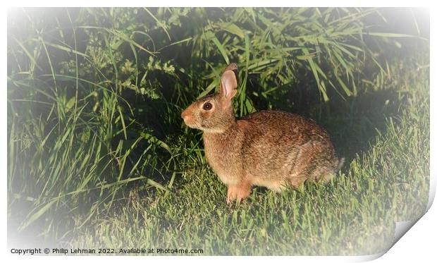 Wild Rabbit  (6B) Print by Philip Lehman