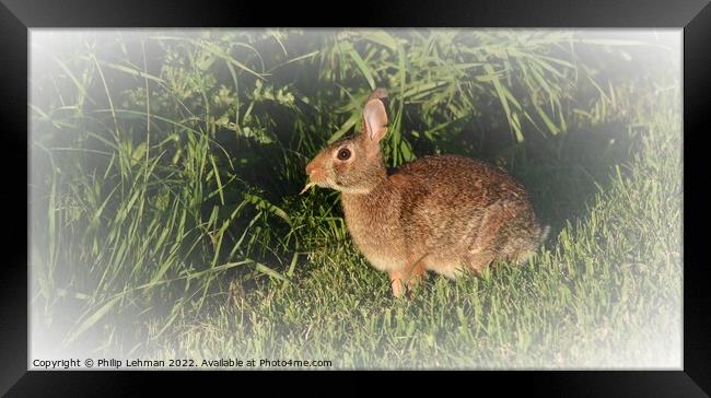 Wild Rabbit  (3B) Framed Print by Philip Lehman