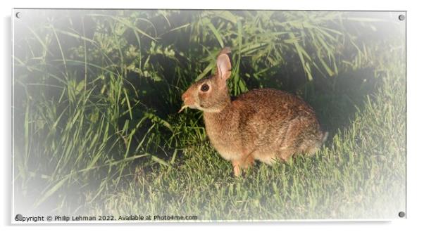 Wild Rabbit  (3B) Acrylic by Philip Lehman