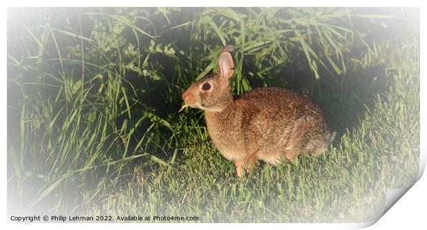 Wild Rabbit  (3B) Print by Philip Lehman