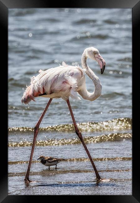 Greater Flamingo Along Walvis Bay Waterfront, No. 1 Framed Print by Belinda Greb