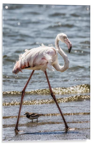 Greater Flamingo Along Walvis Bay Waterfront, No. 1 Acrylic by Belinda Greb
