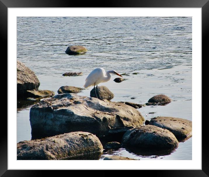 Snowy Egret Framed Mounted Print by Stephanie Moore