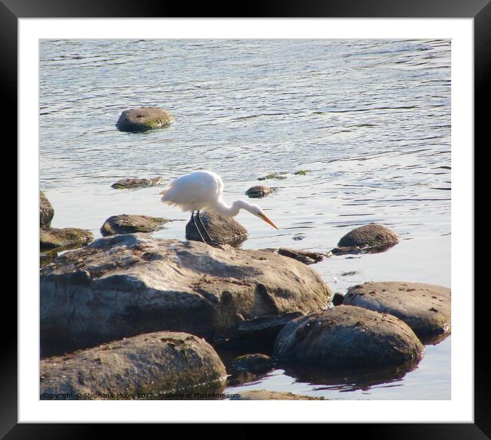 Snowy Egret Framed Mounted Print by Stephanie Moore