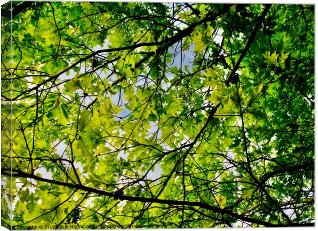 Intertwined Canvas Print by Stephanie Moore