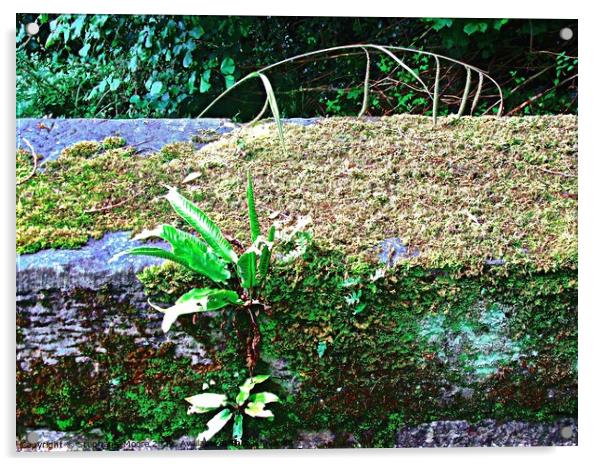 Moss covered Irish Bridge Acrylic by Stephanie Moore
