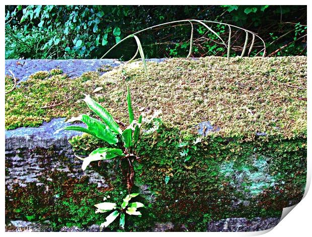 Moss covered Irish Bridge Print by Stephanie Moore