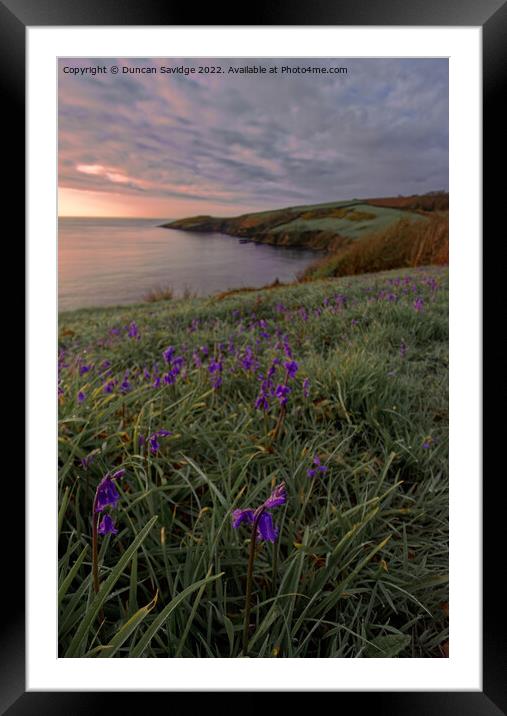 Bluebells at sunrise in Cornwall Framed Mounted Print by Duncan Savidge