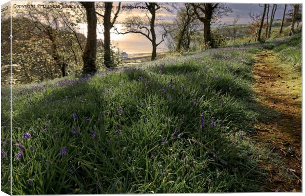 Bluebells to the sea at sunrise  Canvas Print by Duncan Savidge
