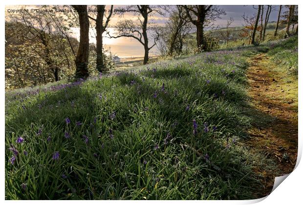 Bluebells to the sea at sunrise  Print by Duncan Savidge