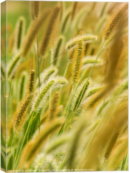 Green, Silver And Gold - Timothy Grass Canvas Print by STEPHEN THOMAS