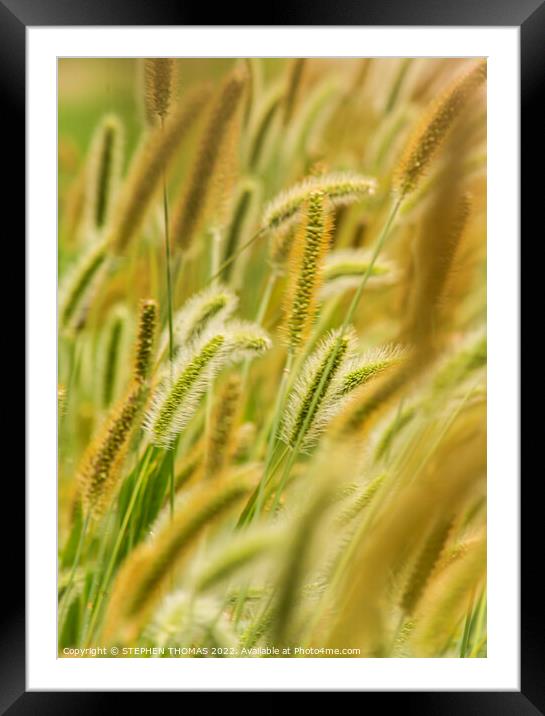 Green, Silver And Gold - Timothy Grass Framed Mounted Print by STEPHEN THOMAS