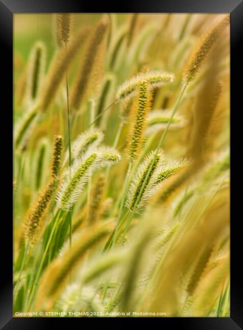 Green, Silver And Gold - Timothy Grass Framed Print by STEPHEN THOMAS