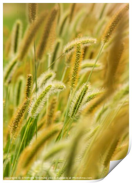 Green, Silver And Gold - Timothy Grass Print by STEPHEN THOMAS