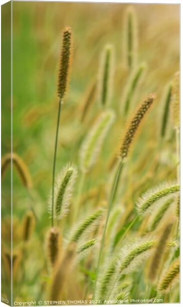 Green, Silver And Gold - Timothy Grass 2 Canvas Print by STEPHEN THOMAS