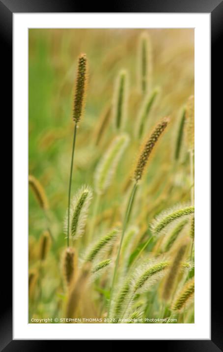 Green, Silver And Gold - Timothy Grass 2 Framed Mounted Print by STEPHEN THOMAS