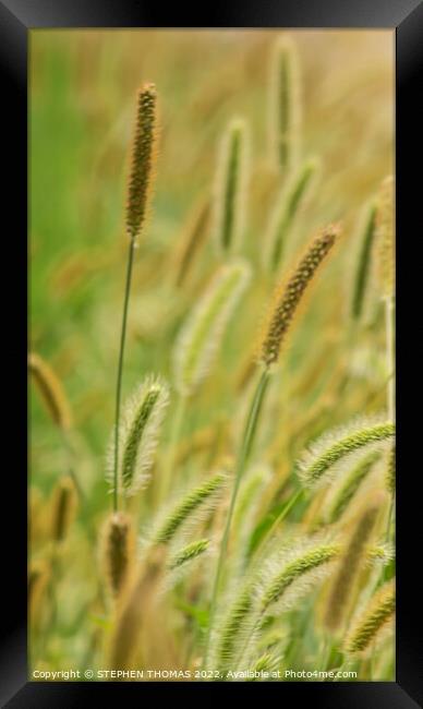 Green, Silver And Gold - Timothy Grass 2 Framed Print by STEPHEN THOMAS