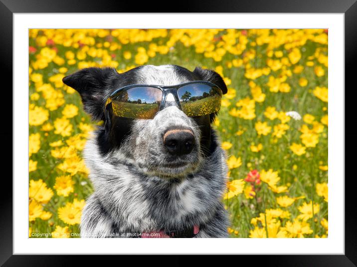 Coolest Dog Framed Mounted Print by Sari ONeal