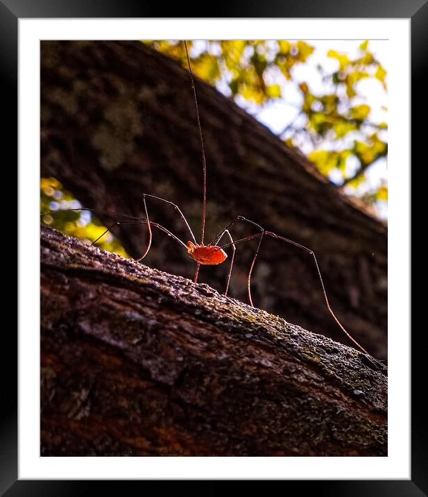 Outdoor  Framed Mounted Print by Amy Bowser