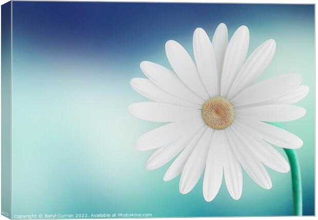 Graceful Daisy on Blue Background Canvas Print by Beryl Curran