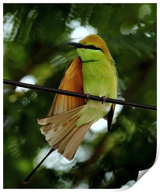 Green Bee-eater Print by Bhagwat Tavri