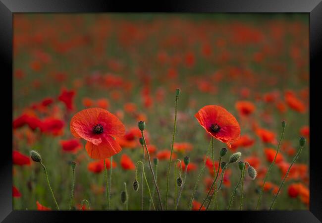 Poppy field #2 Framed Print by Bill Allsopp