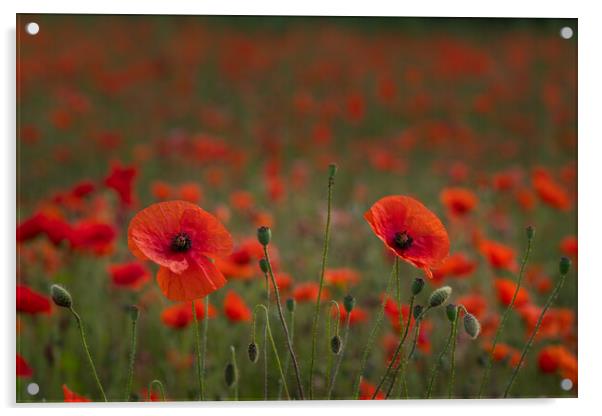 Poppy field #2 Acrylic by Bill Allsopp