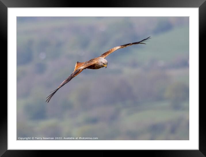 Majestic Soaring Red Kite Framed Mounted Print by Terry Newman