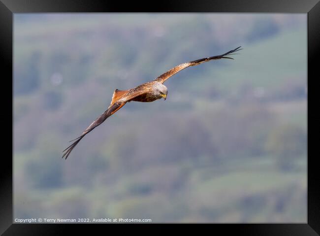 Majestic Soaring Red Kite Framed Print by Terry Newman