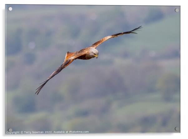 Majestic Soaring Red Kite Acrylic by Terry Newman