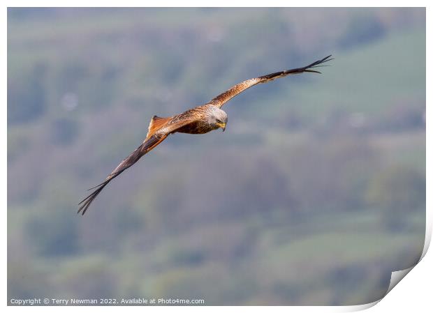 Majestic Soaring Red Kite Print by Terry Newman