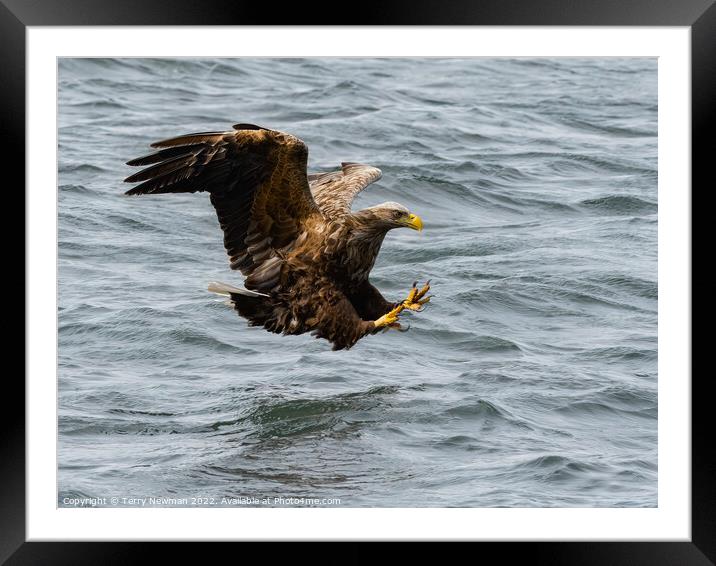 “Where Eagles Glare” - The Majestic Sea Eagles Hun Framed Mounted Print by Terry Newman