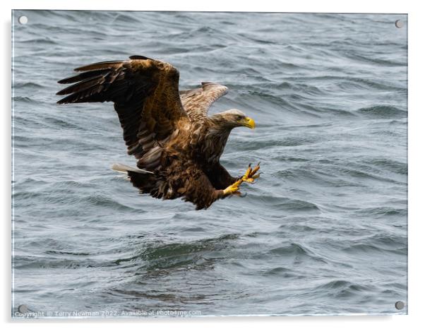 “Where Eagles Glare” - The Majestic Sea Eagles Hun Acrylic by Terry Newman
