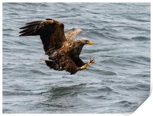 “Where Eagles Glare” - The Majestic Sea Eagles Hun Print by Terry Newman