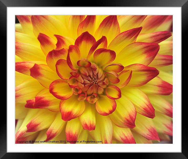Yellow Dahlia Framed Mounted Print by Gopal seshadrinathan