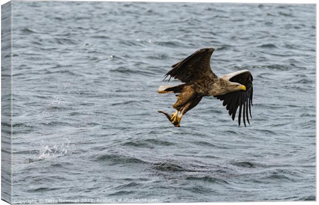 Majestic Sea Eagle Snatches Salmon Canvas Print by Terry Newman
