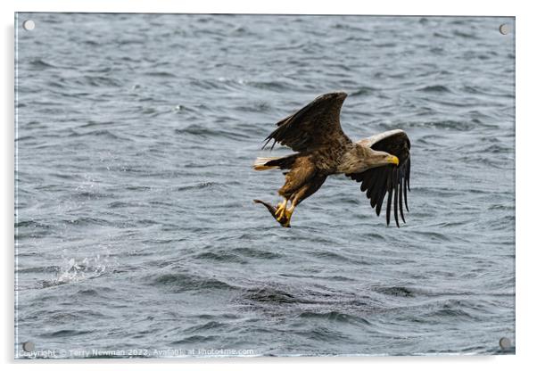 Majestic Sea Eagle Snatches Salmon Acrylic by Terry Newman