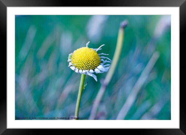 Blown Away Framed Mounted Print by Julie Ormiston