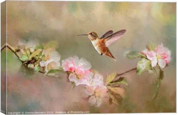 August Rufous Canvas Print by Donna Kennedy