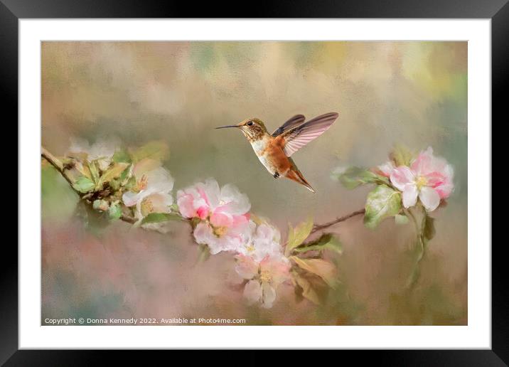August Rufous Framed Mounted Print by Donna Kennedy