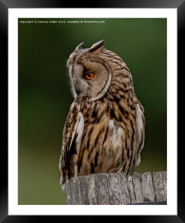 The Wild Majesty of the LongEared Owl Framed Mounted Print by tammy mellor