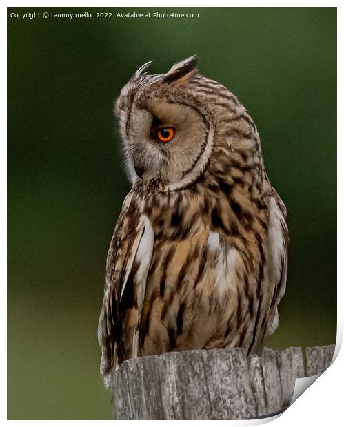 The Wild Majesty of the LongEared Owl Print by tammy mellor