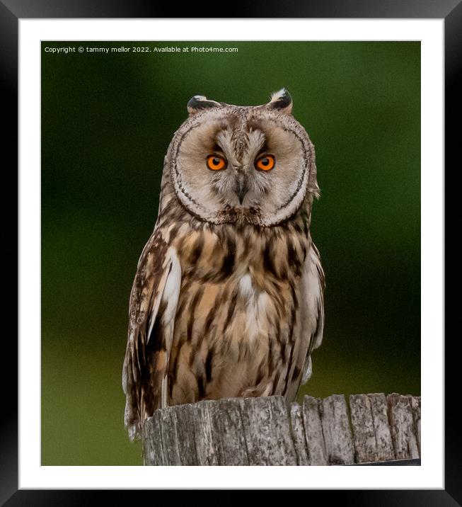 Majestic Long Eared Owl Framed Mounted Print by tammy mellor