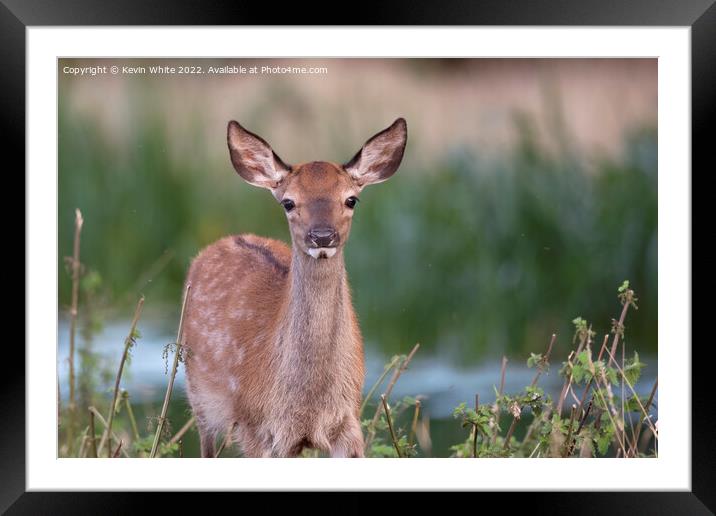 Fallow deer in long grass Framed Mounted Print by Kevin White