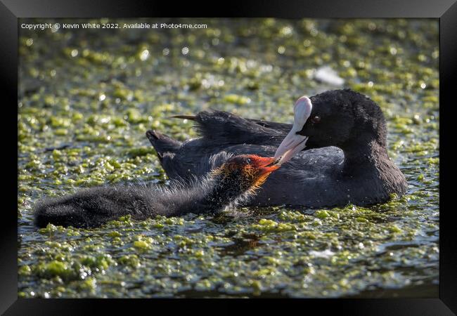 Feeding her juvenille  coot Framed Print by Kevin White