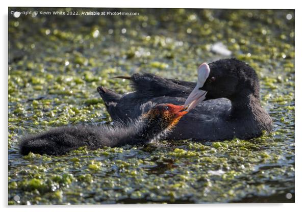 Feeding her juvenille  coot Acrylic by Kevin White