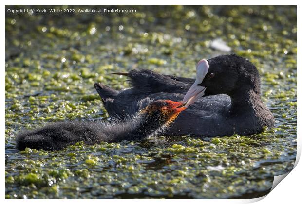 Feeding her juvenille  coot Print by Kevin White
