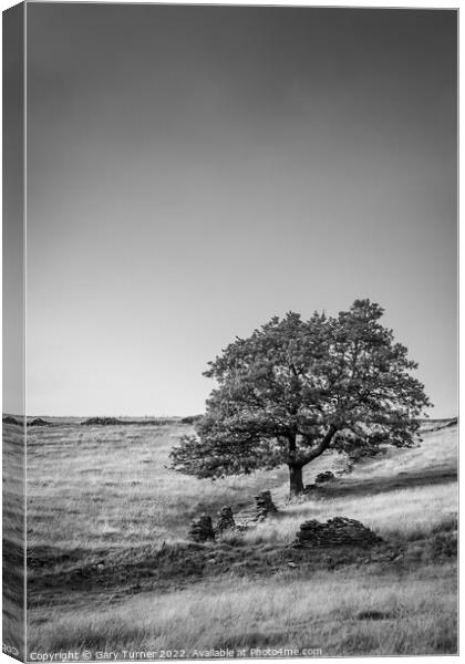 Lone Tree at Digley Canvas Print by Gary Turner